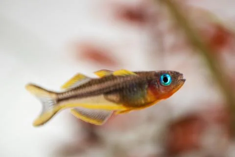 Yellow forktail blue eye fish Pseudomugil furcatus close up macro Stock-Fotos