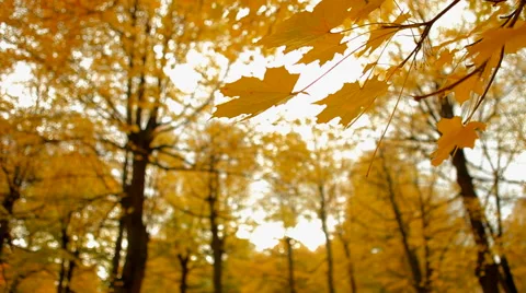 Yellow forrest Stock Footage 41437365