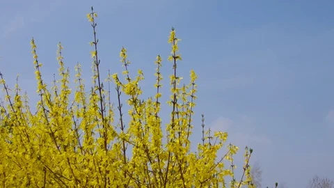 Yellow forsythia twigs in spring Stock Footage 71003091