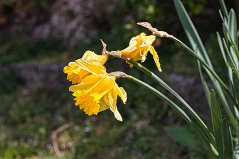 YELLOW FOWER Stock Photos