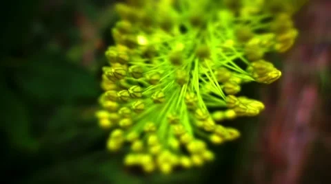 Yellow foxtail lilly Video stock 10824699