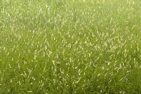 Yellow foxtails in a field Stock Photos