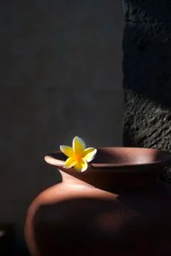 Yellow frangipani flower on clay pot Stock Photos