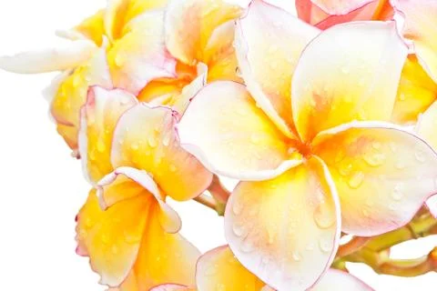 Yellow frangipani Stock Photos