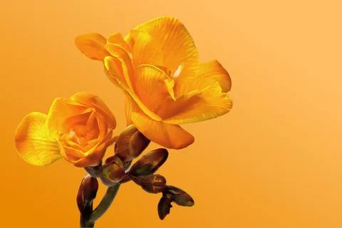 Yellow freesia on a patterned background Foto stock