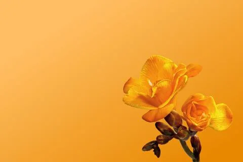Yellow freesia on a patterned background Stock Photos