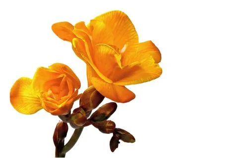 Yellow freesia on a patterned background Stock Photos