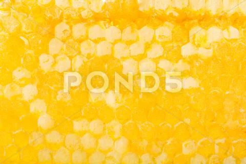 Yellow fresh honeycomb with honey Stock Photos