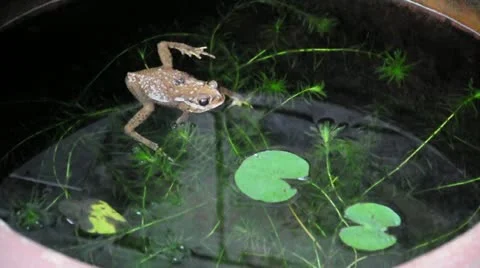 Yellow frog calms in fish pond. (HD footage no sound) Stock Footage 21994573