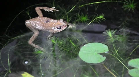 Yellow frog calms in fish pond. (HD footage no sound) Video stock 21994720