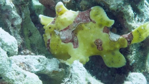 A yellow frog fish or angler fish is floating underwater Video stock 155151274