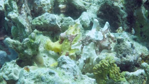 A yellow frog fish or angler fish is floating underwater 库存影片 155151288