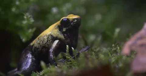 Yellow Frog in a Jungle Thicket on the Moss Stock Footage 62728467