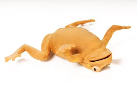 Yellow frog Stock-Fotos