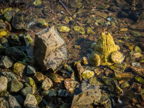 A yellow frog in the river Stock Photos