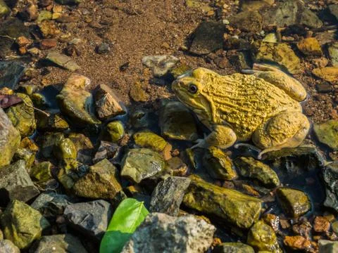 A yellow frog in the river Stock Photos