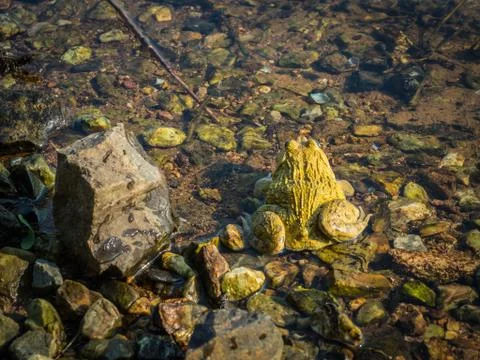 A yellow frog in the river Stock Photos