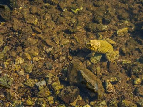 A yellow frog in the river Stock Photos