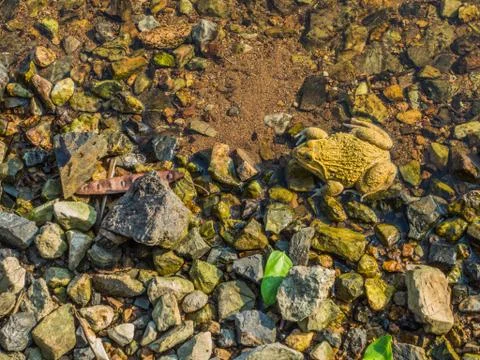 A yellow frog in the river Stock Photos