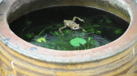 Yellow frog still calm in fish pond although raining. (HD footage with sound) Stock Footage 21994705