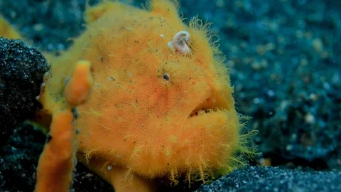 Yellow frogfish Stock Footage 112234526