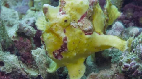A yellow frogfish or anglerfish is floating underwater Stock-Footage 149972970