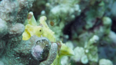 A yellow frogfish or anglerfish is floating underwater Stockbeeldmateriaal 155151177