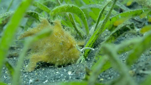 Yellow Frogfish on sandy bottom Video stock 112237135