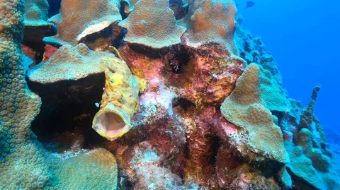 Yellow frogfish yawns Stock Footage 105529935