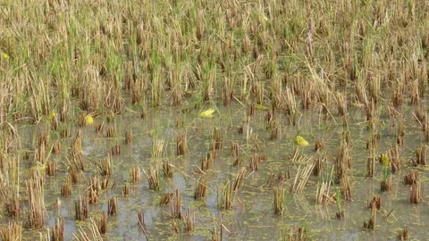Yellow Frogs Resting Stock Footage 335214514