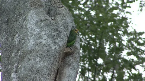 Yellow-fronted Parrot looking out of nesting hole 스톡 동영상 55875613