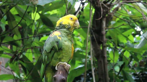 Yellow Fronted Parrot Sitting In Tree 스톡 동영상 32481005
