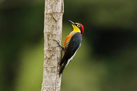 Yellow-fronted Woodpecker / Benedito de testa amarela Stock Photos
