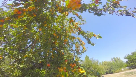Yellow fruit dotted tree branches Stock-Footage 123577974