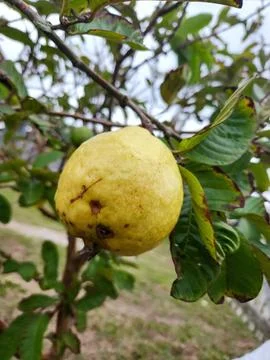 Yellow Fruit on the Tree Stock Photos