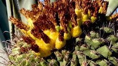 Fishhook Barrel Cactus in the Sonoran Desert