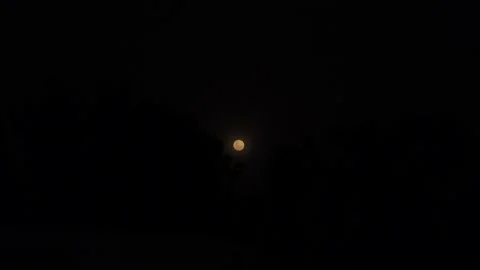 The yellow full moon at night between trees in 4k Stock Footage 170018657