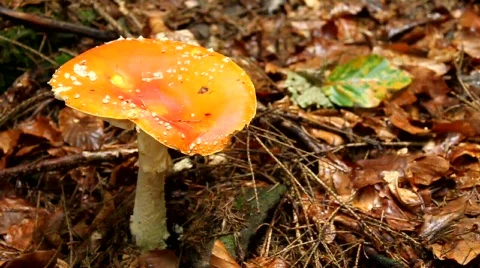 Yellow fungus Stock-Footage 586341