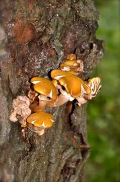Yellow fungus Stock Photos