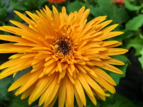 Yellow garbera flower Stock Photos