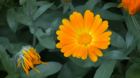 Yellow garden flowers Vídeos de archivo 68348976