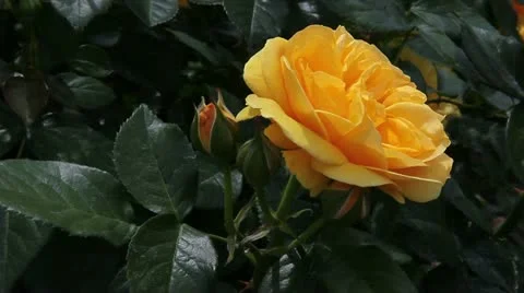 Yellow garden rose Stock Footage 11022435