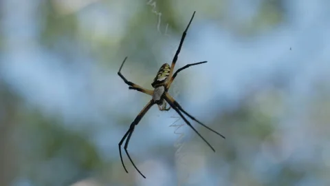 Yellow Garden Spider Hanging on Web, 4K Macro Wildlife Footage Stock Footage 341994868