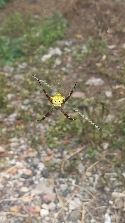 Yellow Garden Spider, Vertical Video stock 292244203
