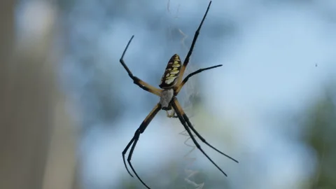 Yellow Garden Spider on Web, 4K Macro Wildlife Footage Stock Footage 341994453
