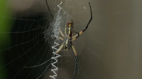 Yellow Garden Spider on Web With Zigzag Silk, 4K Macro Wildlife Footage Stock Footage 341994870