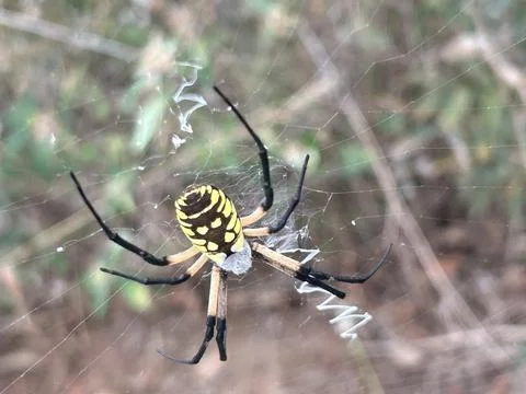 Yellow Garden Spider on Web with Zigzag Stabilimentum Fotos Stock