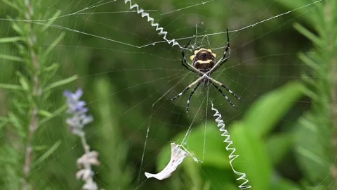 Yellow Garden Spider With Wrapped Prey in Orb Web Stock Footage 343363479