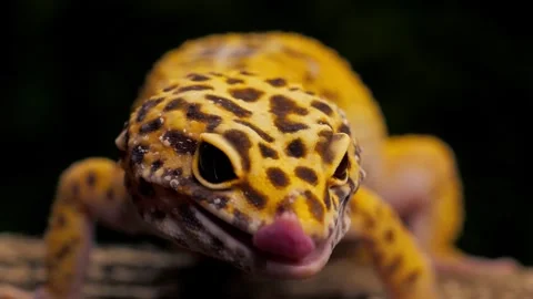 Yellow Gecko Lizard Face With Dark Background Stock Footage 336443874