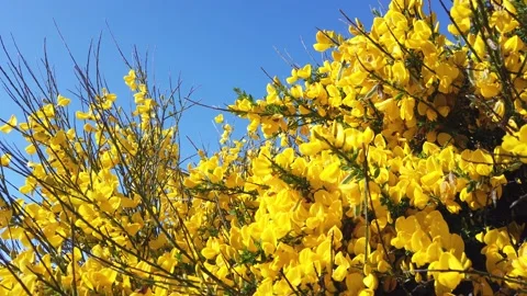 Yellow genista Stock Footage 138895284